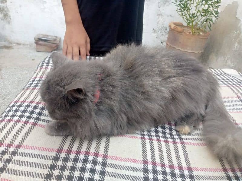 persian cat 3