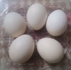 Heera Aseel eggs for sale.