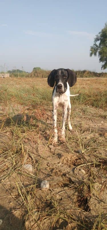 English pointer 1