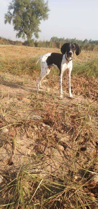 English pointer 2