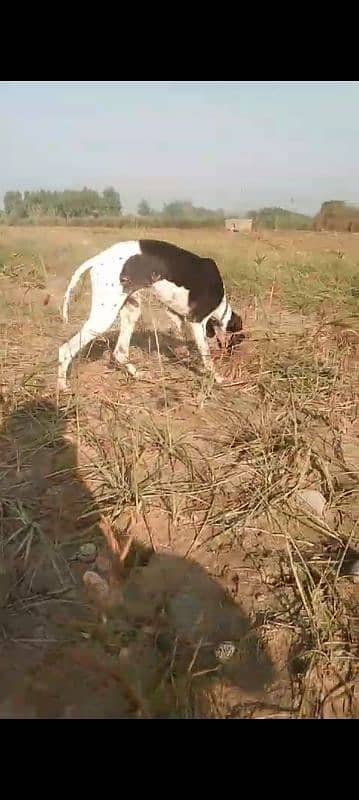 English pointer 3