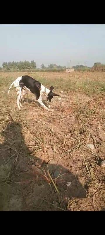 English pointer 4