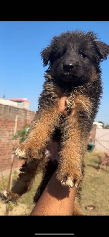 German Shepherd Longhair female imported parents 1