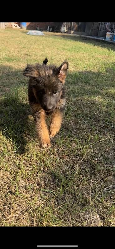 German Shepherd Longhair female imported parents 4