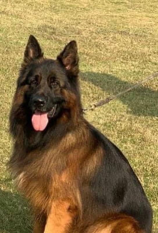 German Shepherd Longhair female imported parents 5