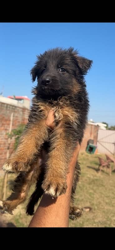 German Shepherd Longhair female imported parents 8