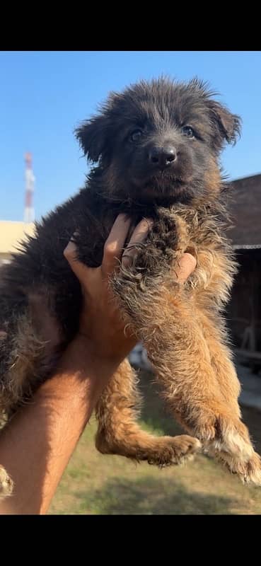 German Shepherd Longhair female imported parents 11