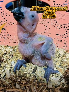 African grey parrot chick for sell Available