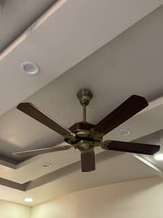 Modern Ceiling Fan