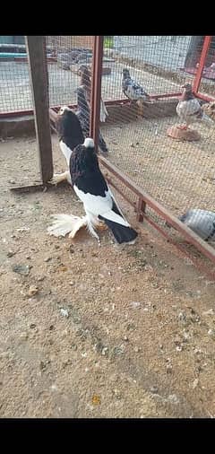 magpie confirm bareedr pair