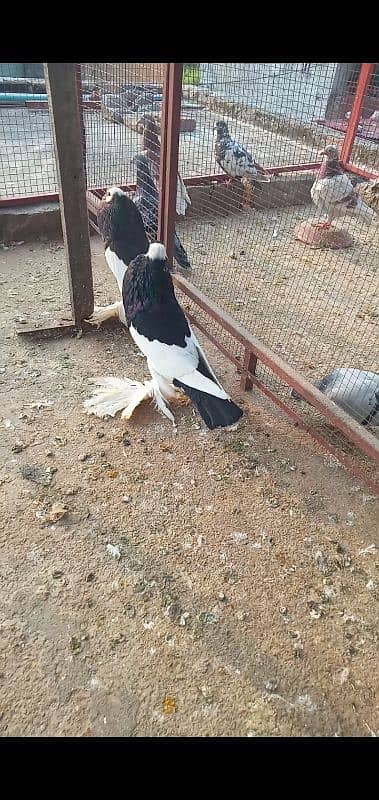 magpie confirm bareedr pair 0