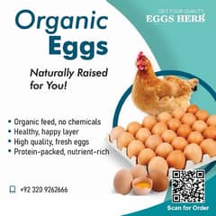 Dessi eggs Fertile RIR LOHMAN GOLDEN MISRI 0