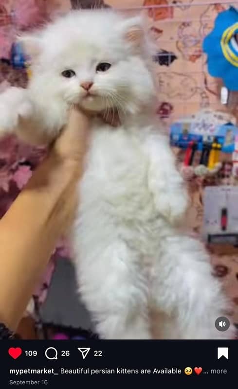 Persian cat/Persian kittens/triple coated/punch face 2