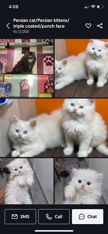 Persian cat/Persian kittens/triple coated/punch face 6