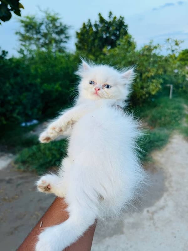 Persian cat/Persian kittens/triple coated/punch face 7