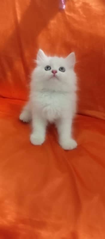 Persian cat/Persian kittens/triple coated/punch face 10