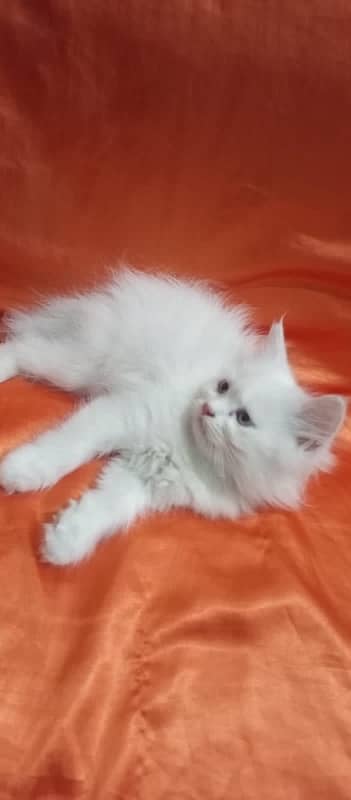 Persian cat/Persian kittens/triple coated/punch face 11