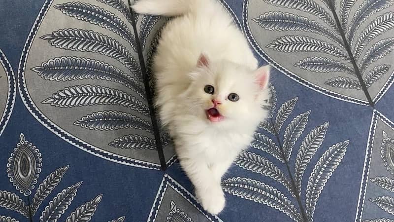 Persian cat/Persian kittens/triple coated/punch face 13