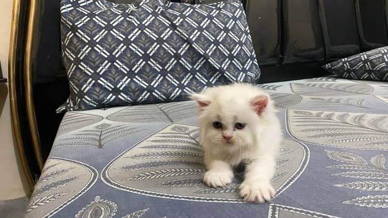 Persian cat/Persian kittens/triple coated/punch face 15