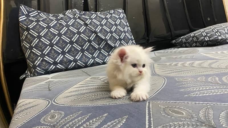 Persian cat/Persian kittens/triple coated/punch face 16