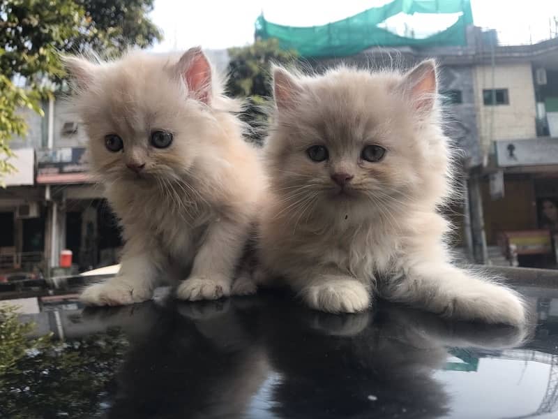 Persian cat/Persian kittens/triple coated/punch face 18