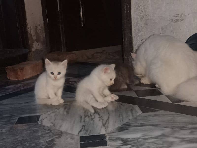 03 kittens for Sale 1