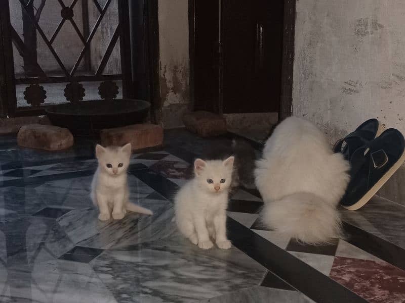 03 kittens for Sale 2