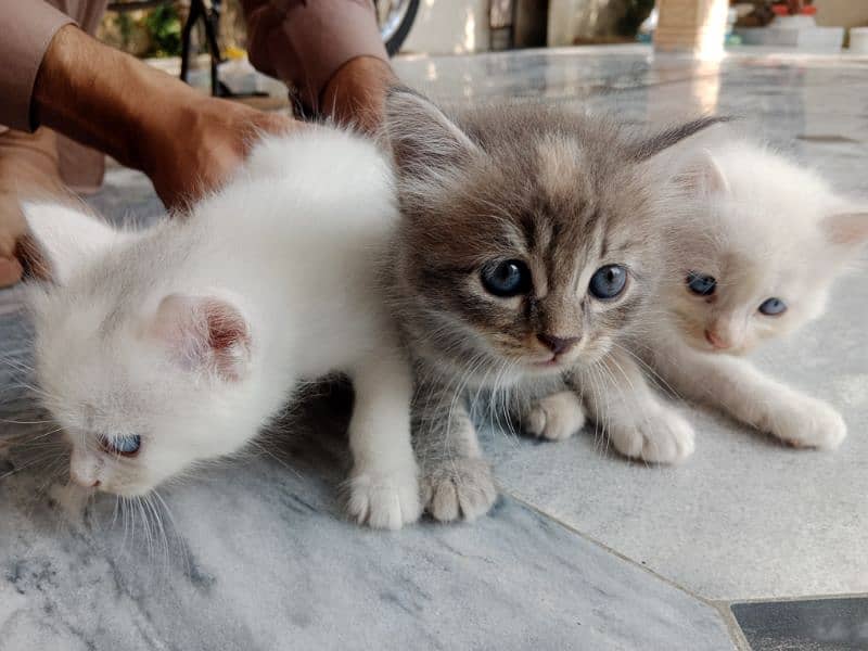 03 kittens for Sale 5