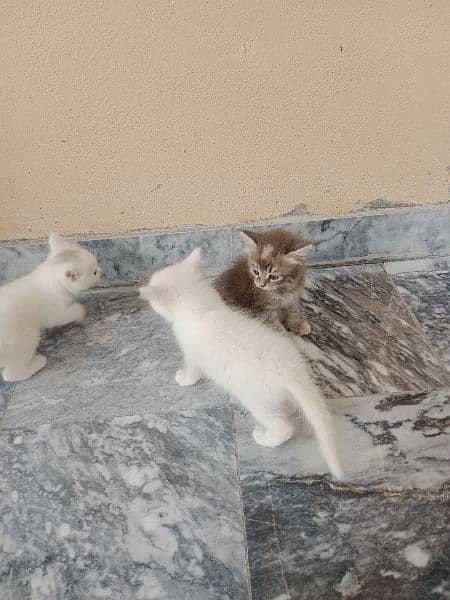 03 kittens for Sale 6