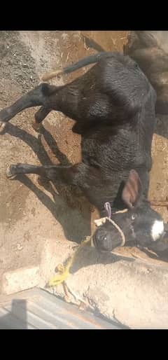 pure neli ravi nsl ki 2 katyan,( female) urjnt for sale 0