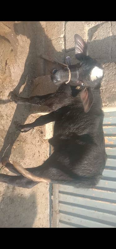 pure neli ravi nsl ki 2 katyan,( female) urjnt for sale 1