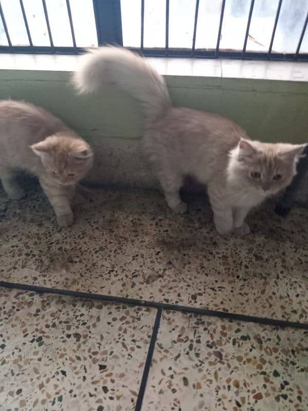 Persian male. & female 2