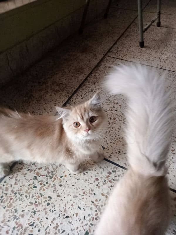 Persian male. & female 6