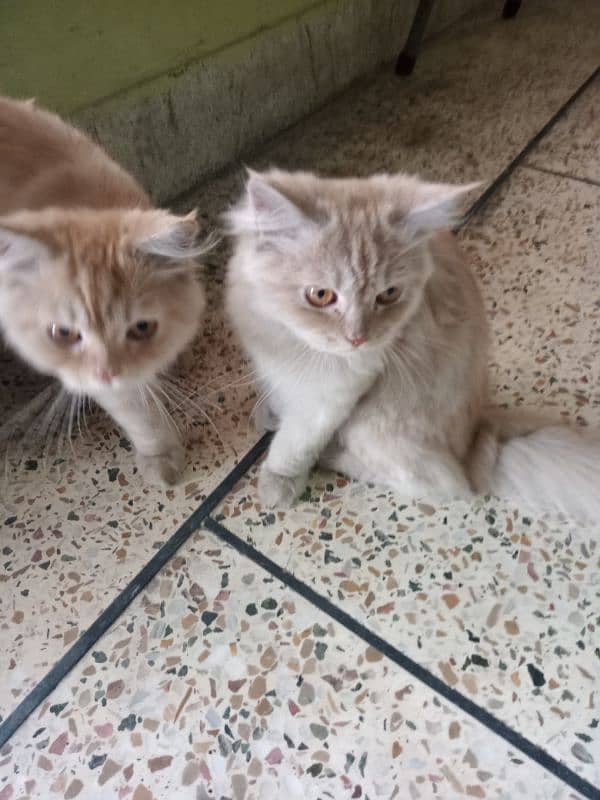 Persian male. & female 8