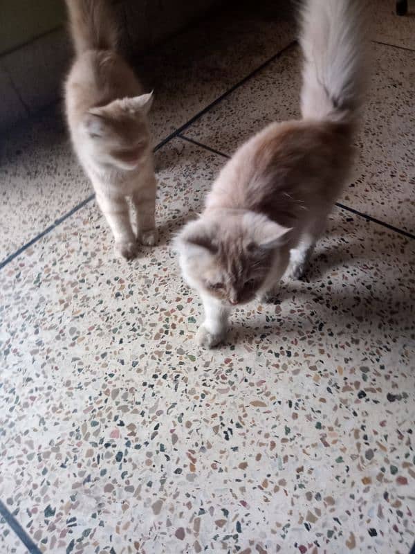 Persian male. & female 10