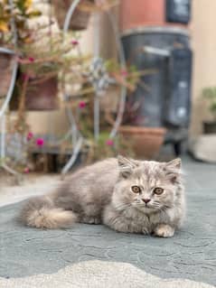 persian kitten