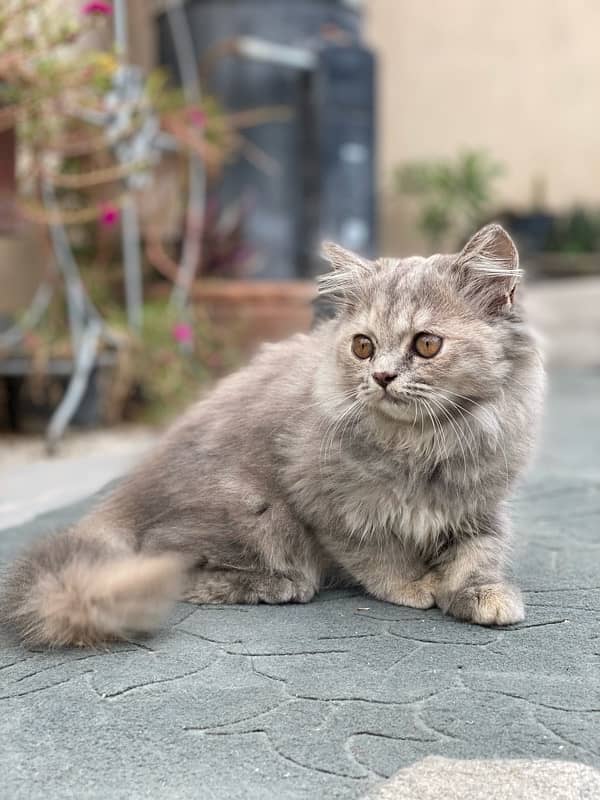 persian kitten 1