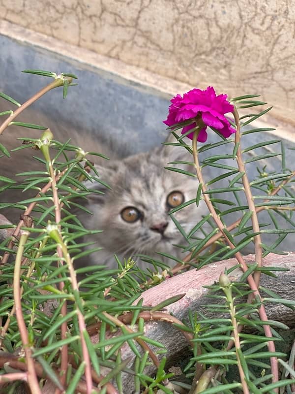 persian kitten 4