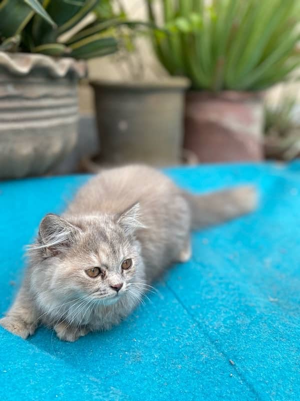 persian kitten 5