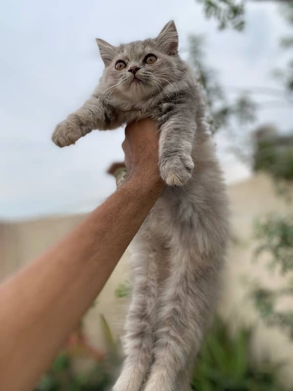 persian kitten 6