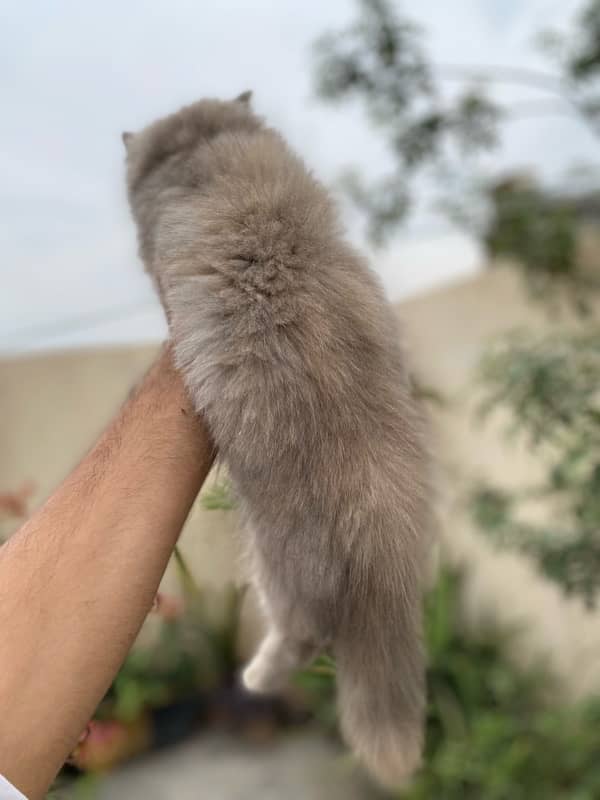 persian kitten 7