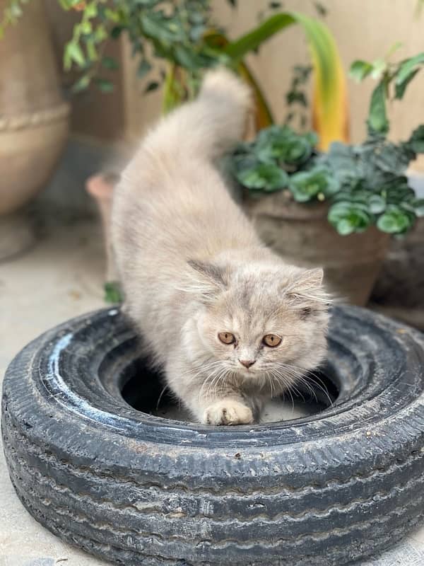 persian kitten 8