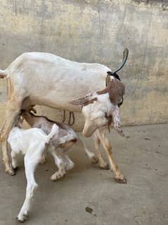 Teddy Gulabbi Bakri with 2 kids