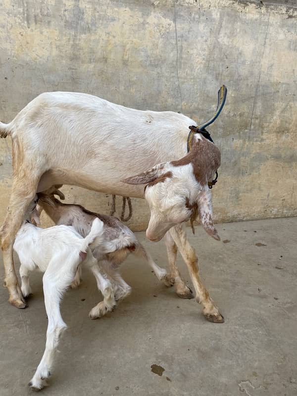 Teddy Gulabbi Bakri with 2 kids 0