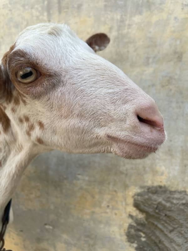 Teddy Gulabbi Bakri with 2 kids 1