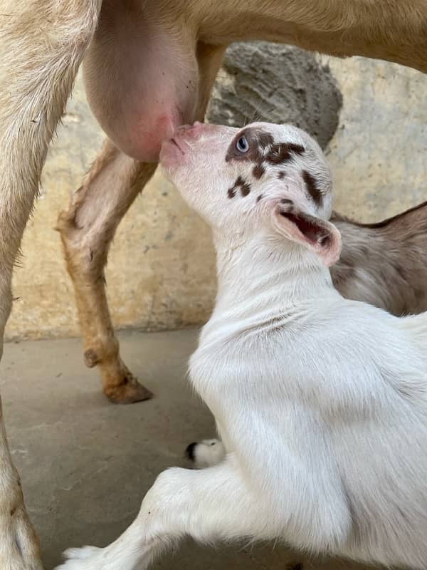 Teddy Gulabbi Bakri with 2 kids 4