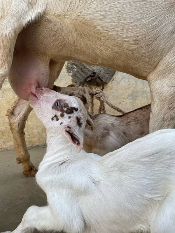 Teddy Gulabbi Bakri with 2 kids 5