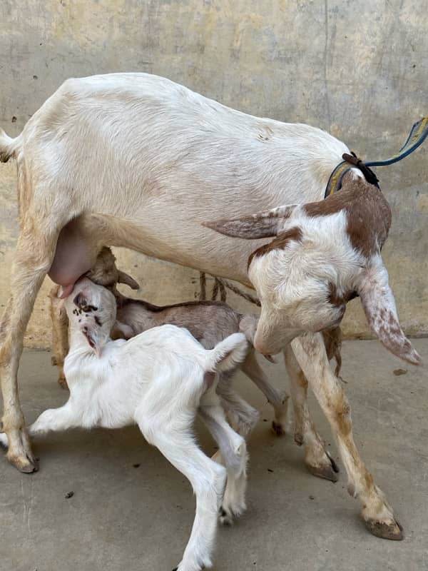 Teddy Gulabbi Bakri with 2 kids 6