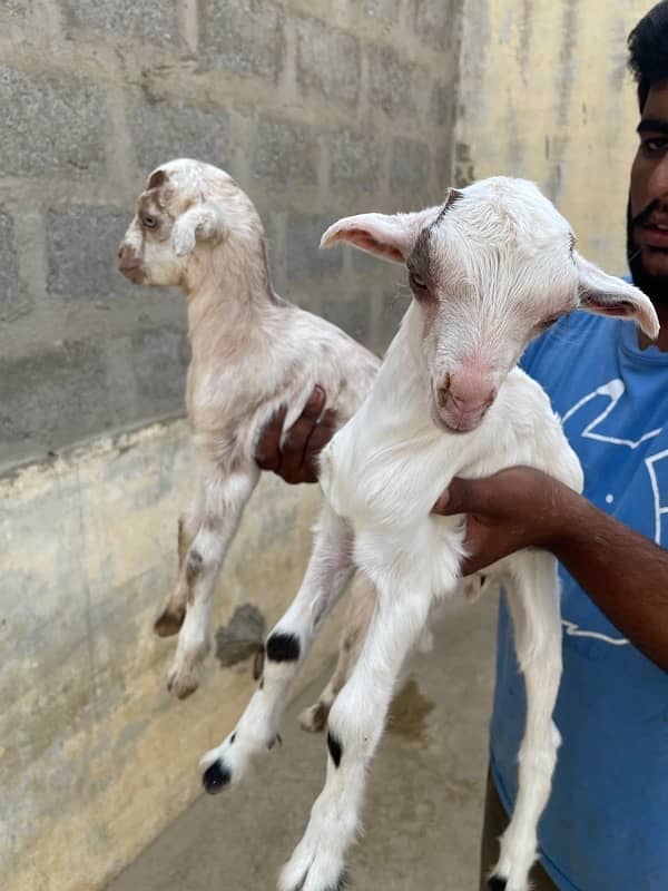 Teddy Gulabbi Bakri with 2 kids 7