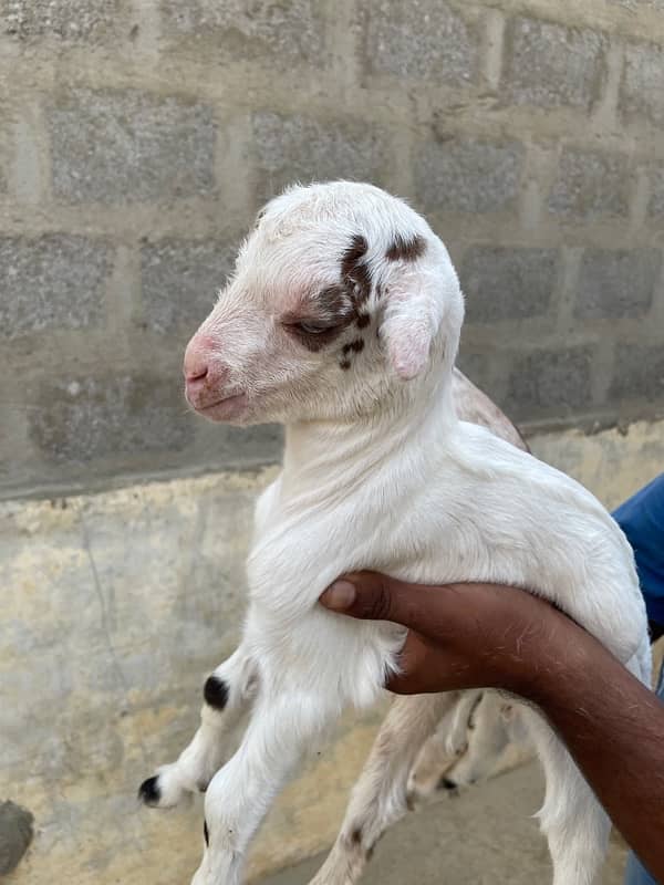 Teddy Gulabbi Bakri with 2 kids 8